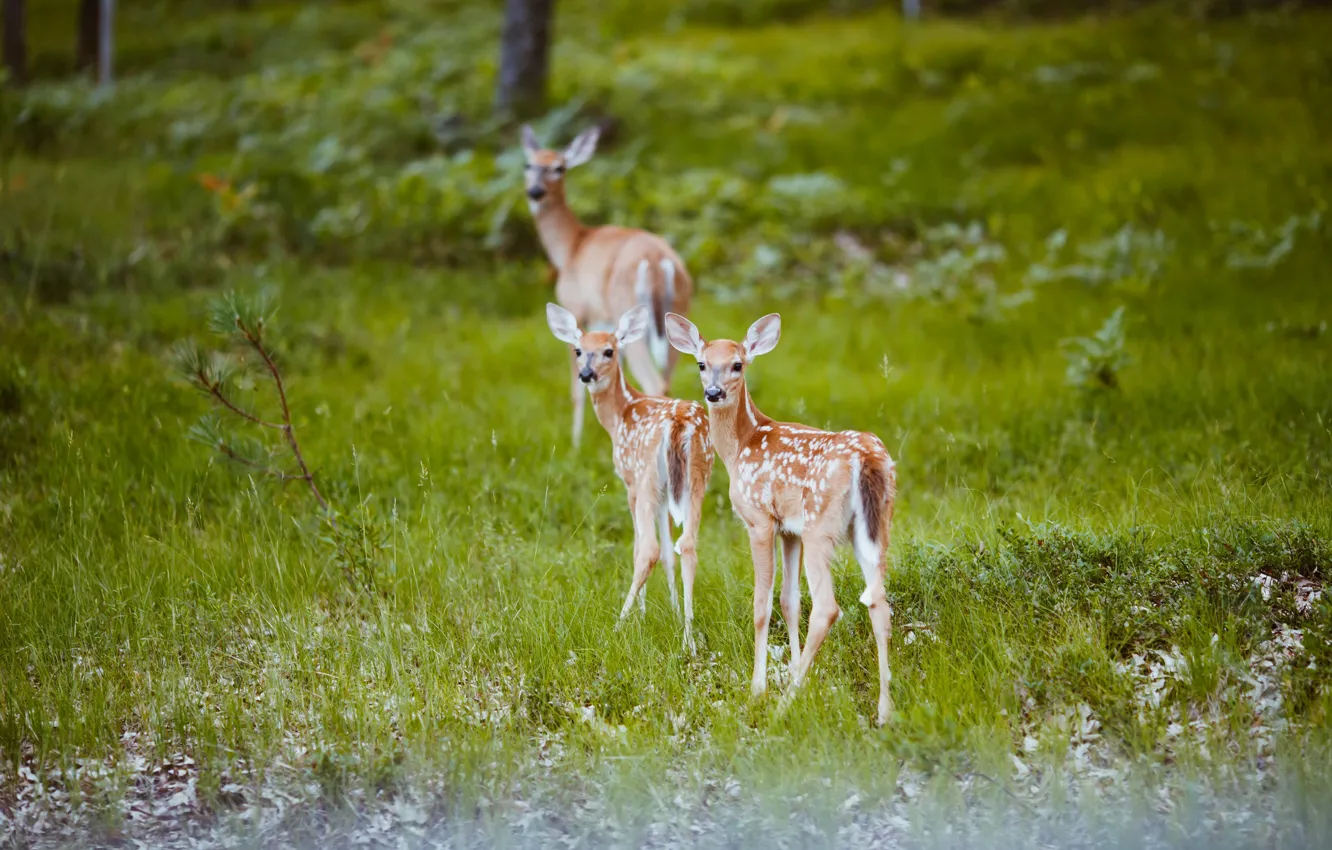 Photo wallpaper grass, nature, deer, calves