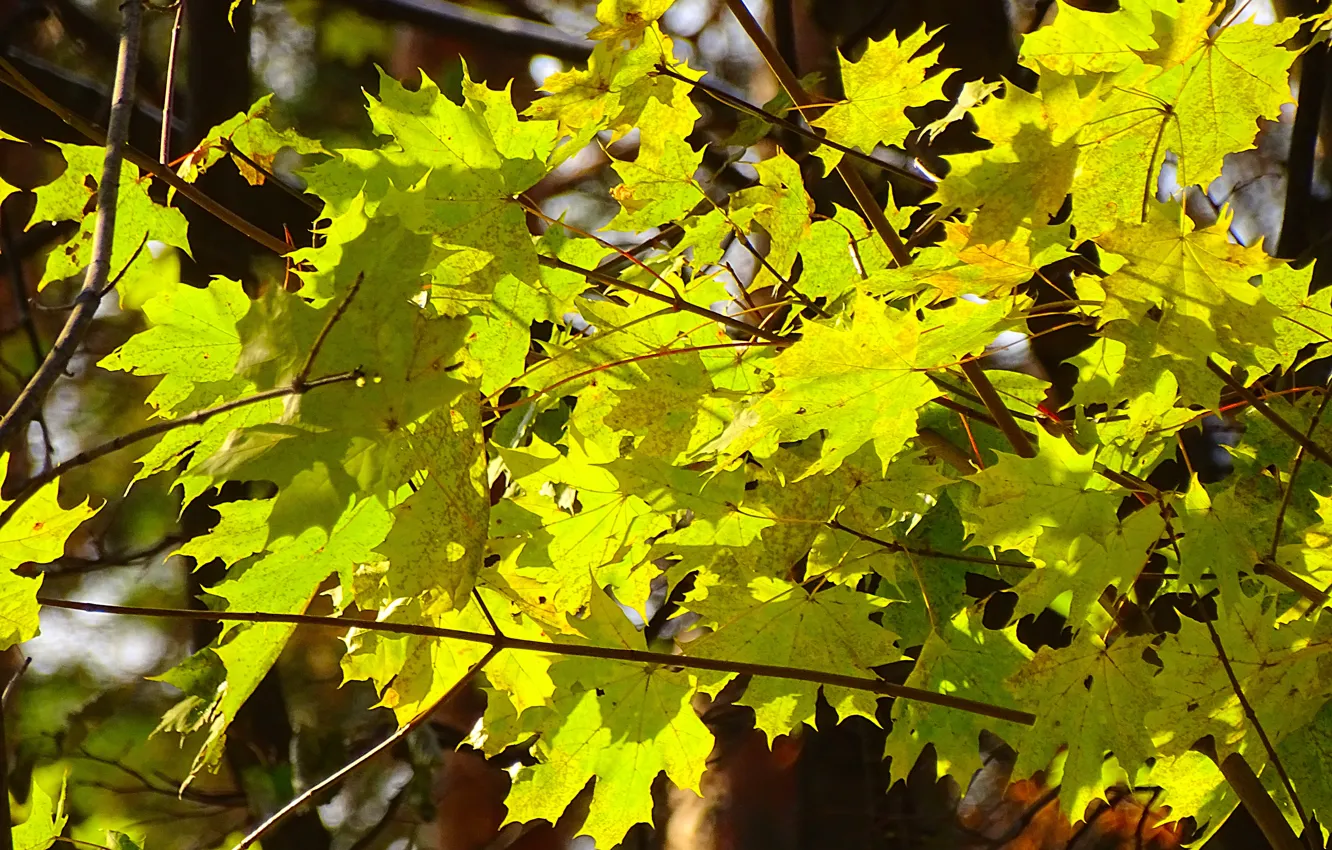 Photo wallpaper autumn, leaves, maple