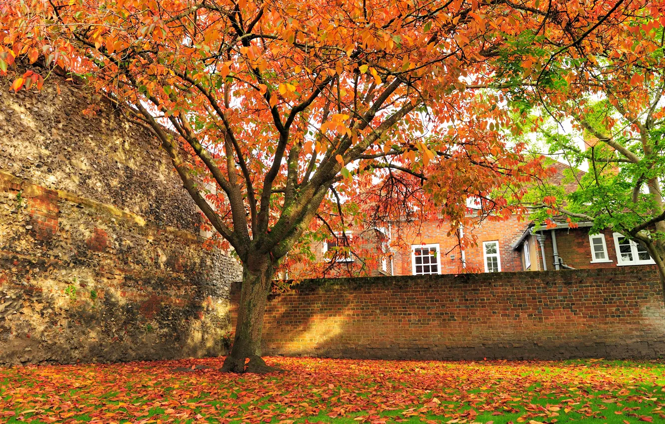 Photo wallpaper autumn, forest, leaves, trees, Park, colorful, forest, landscape