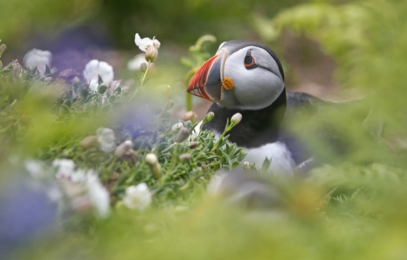 Photo wallpaper flowers, bird, stalled