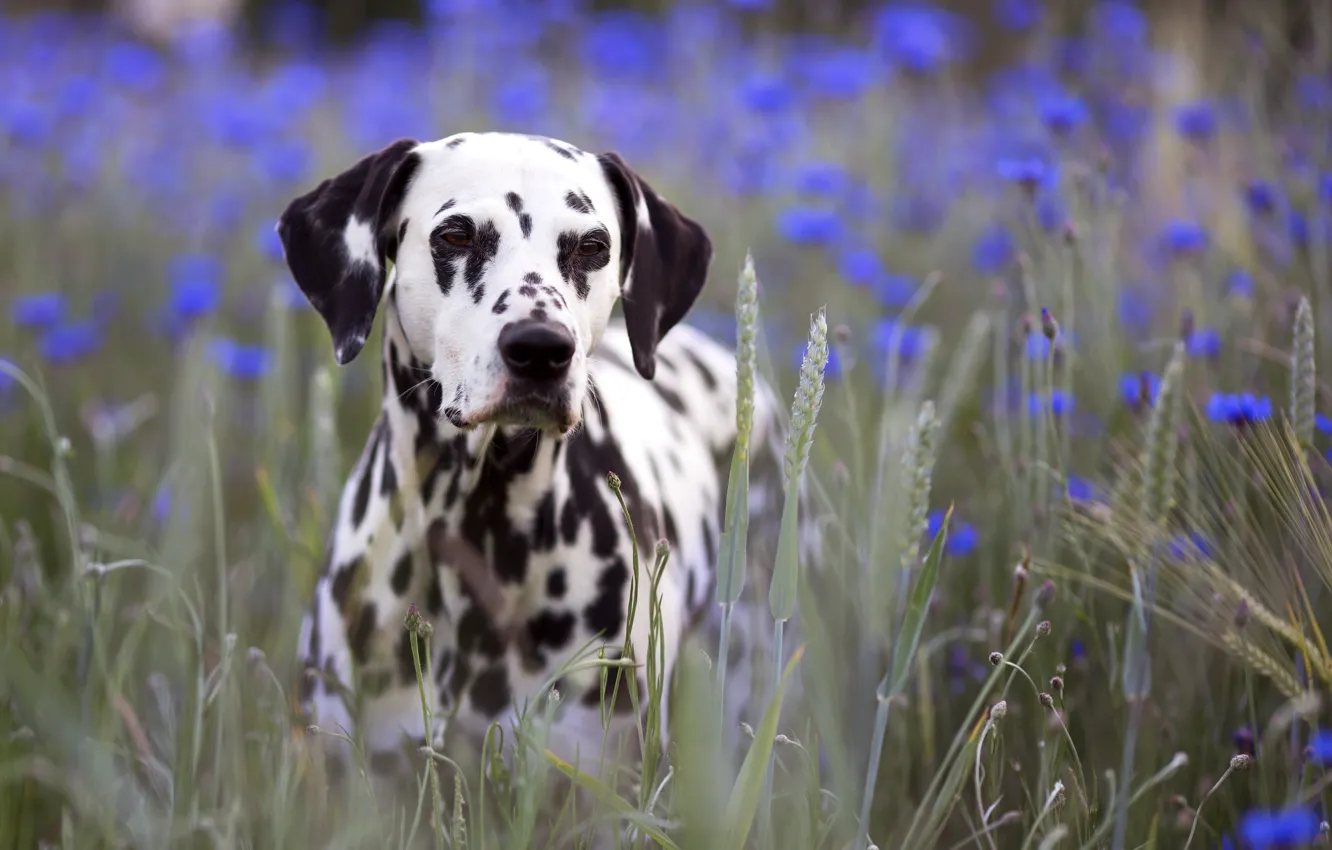 Photo wallpaper field, dog, Dalmatians