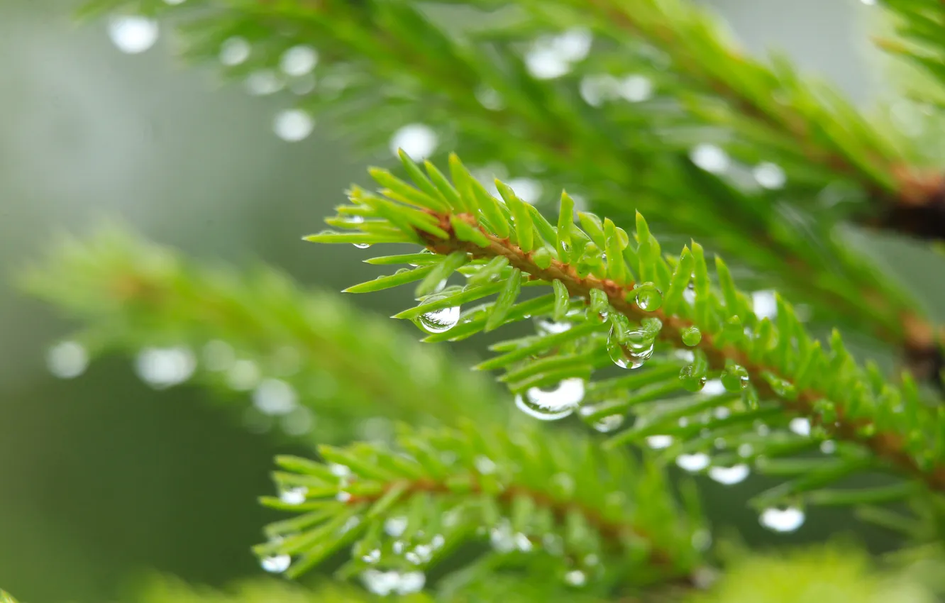Photo wallpaper water, macro, drops, spruce, twig