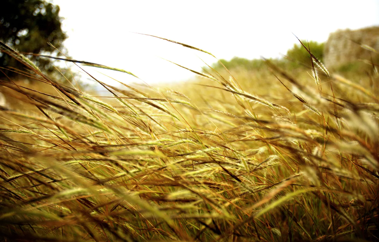 Photo wallpaper field, grass, nature, stems