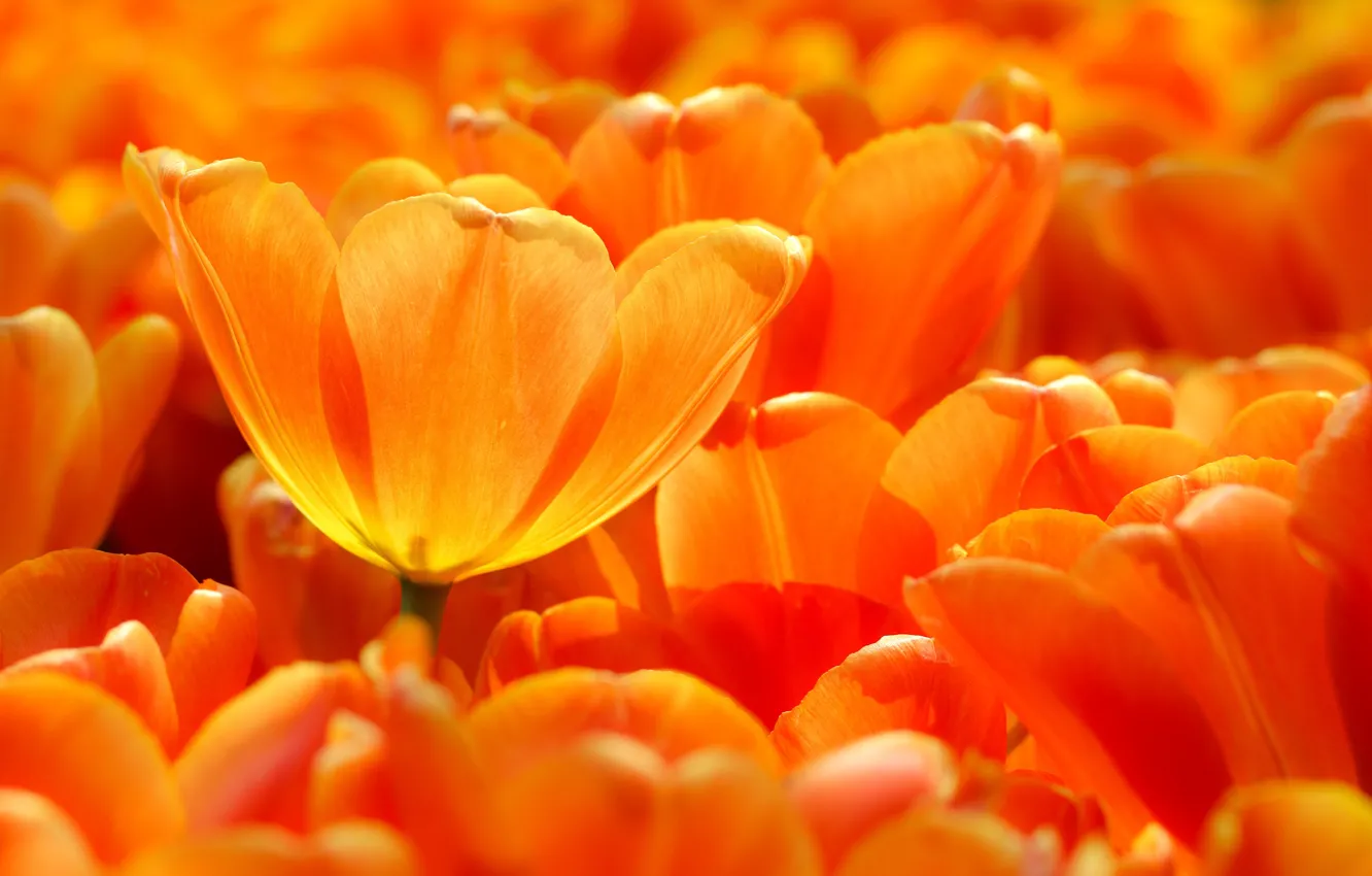 Photo wallpaper macro, petals, tulips, a lot