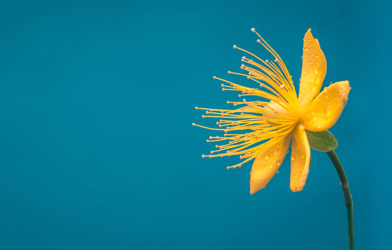 Photo wallpaper flowers, yellow, plant