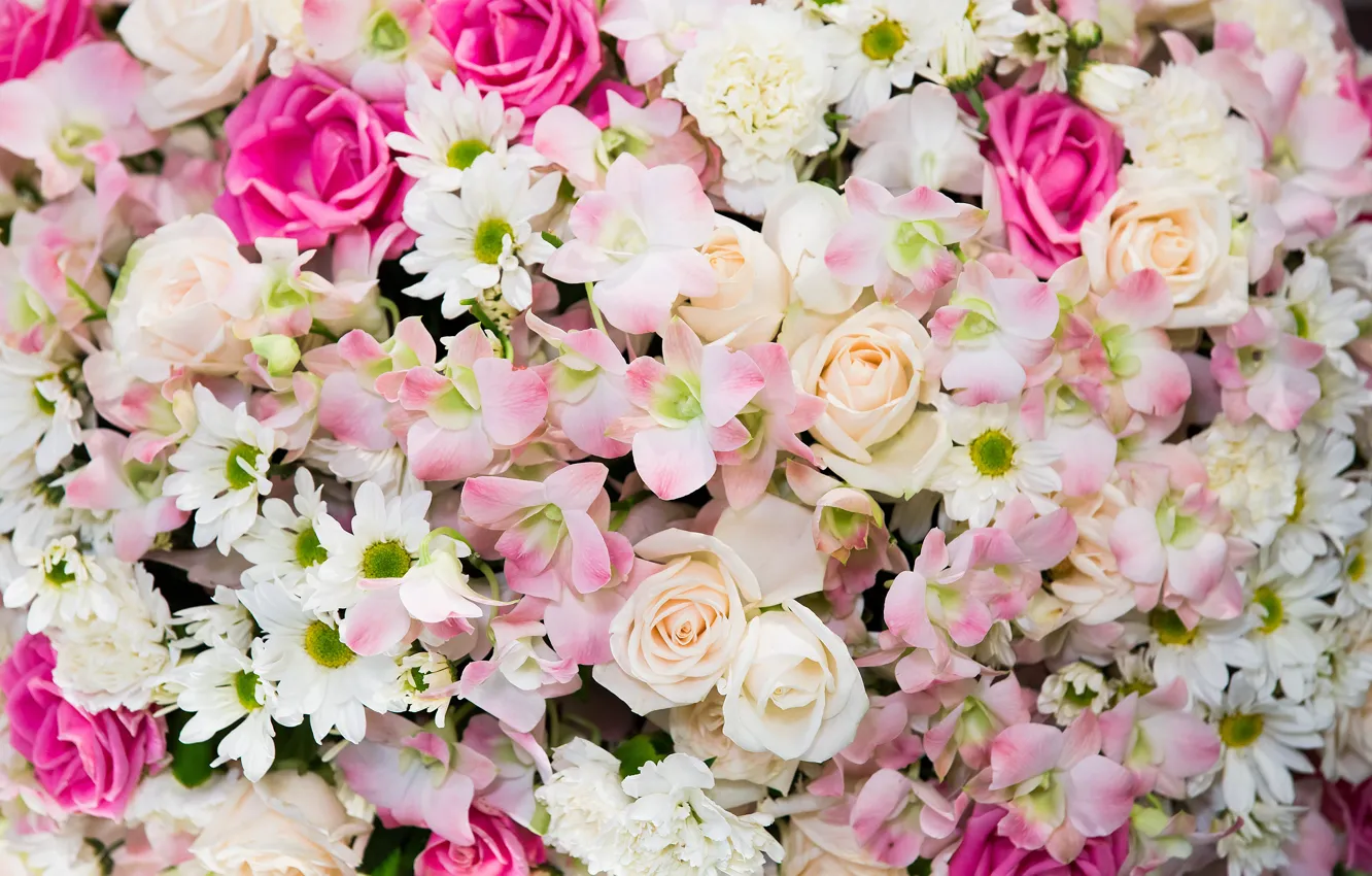 Photo wallpaper flowers, background, roses, colorful, pink, white, white, buds