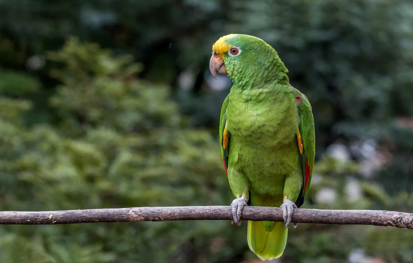 Photo wallpaper bird, parrot, Ultrabay Amazon