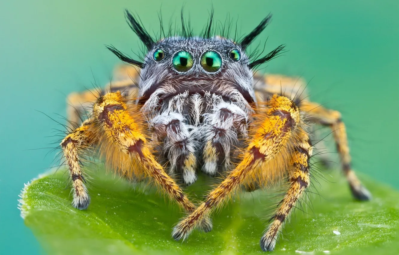 Photo wallpaper spider, eyes, macro, animal, leaf, konoha, vegetation, Bagheera