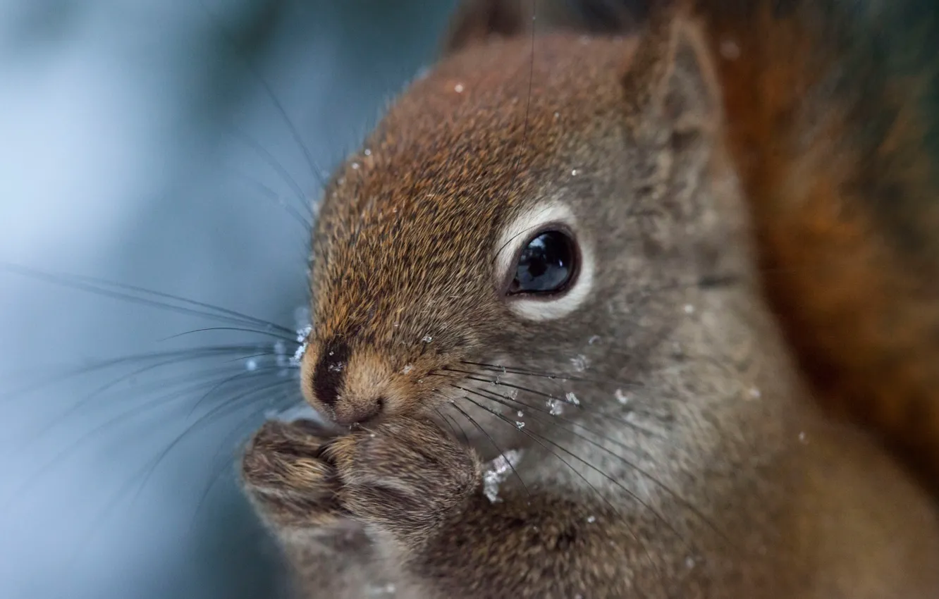 Photo wallpaper face, snow, protein, squirrel
