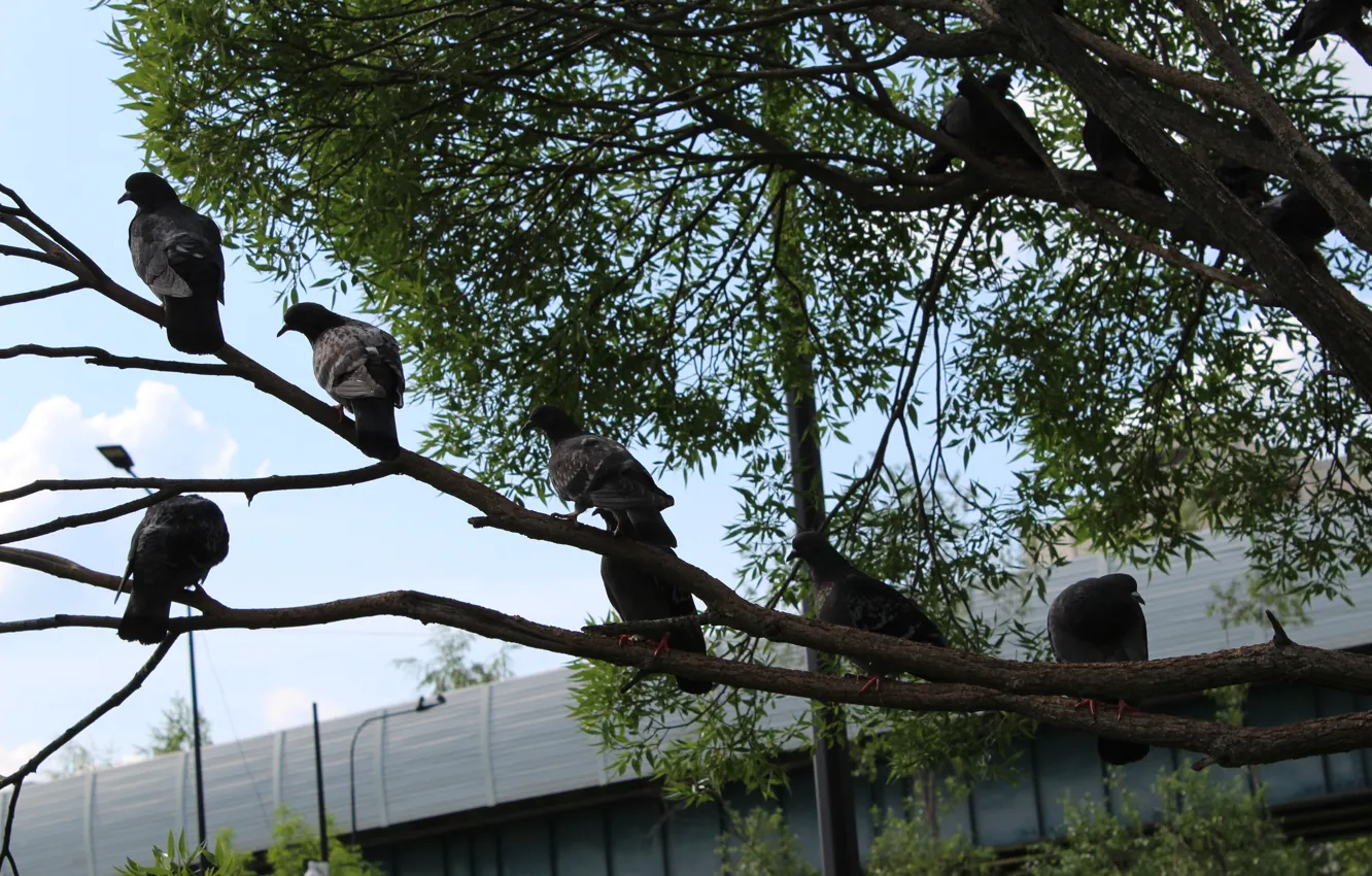 Photo wallpaper trees, pigeons, sitting on a tree