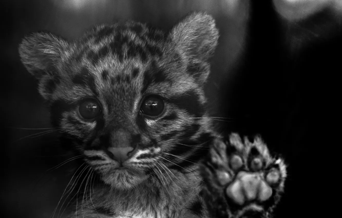 Photo wallpaper look, kitty, color, wild cat, clouded leopard