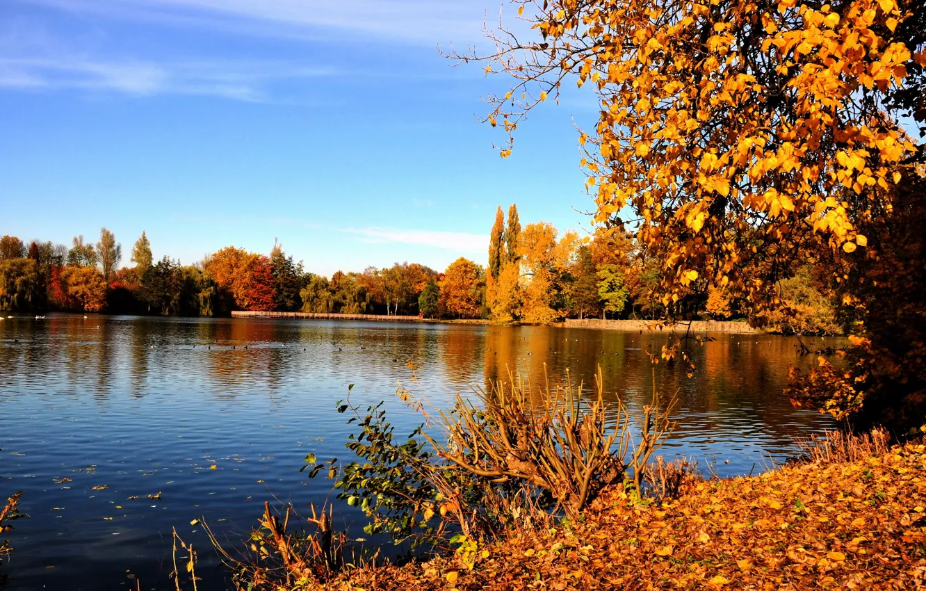 Photo wallpaper autumn, leaves, trees, branches, yellow, Germany, river, Gladbeck