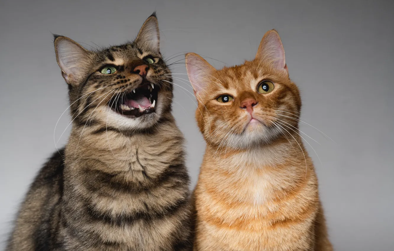 Photo wallpaper cat, cat, mouth, a couple