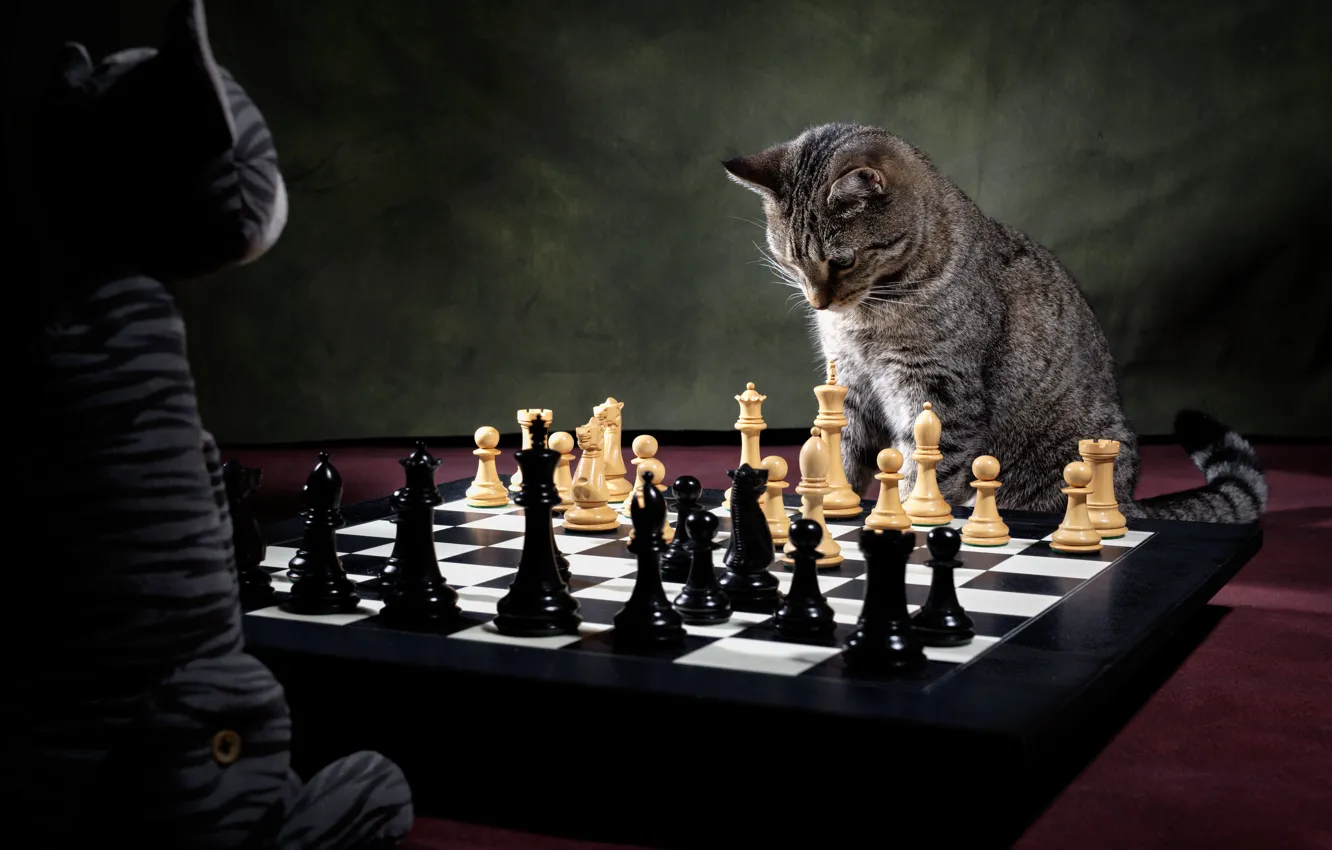 Photo wallpaper cat, toy, the game, chess, chess player, chess game