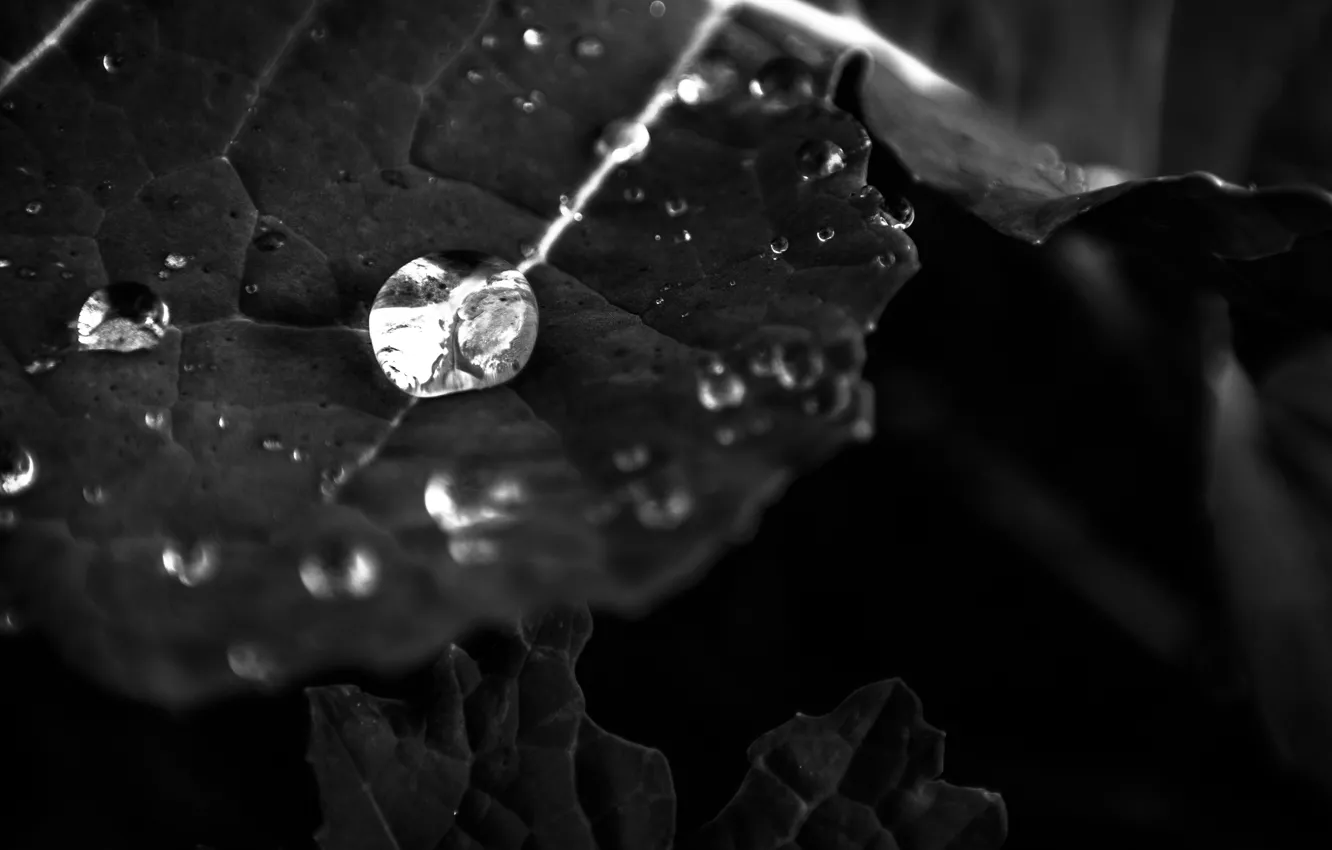Photo wallpaper Water, Macro, Reflection, Leaf, Black and white, Droplet