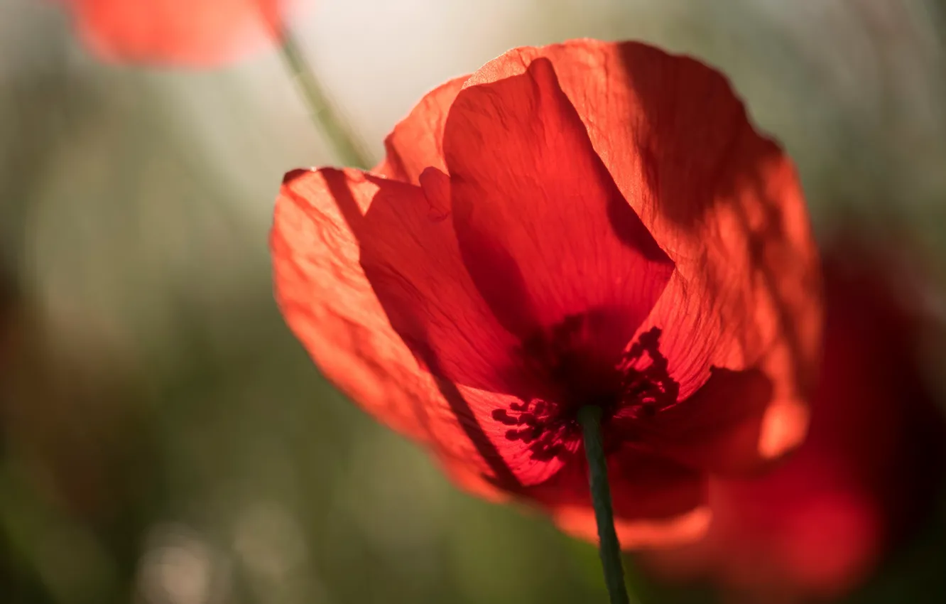 Photo wallpaper macro, flowers, Mac