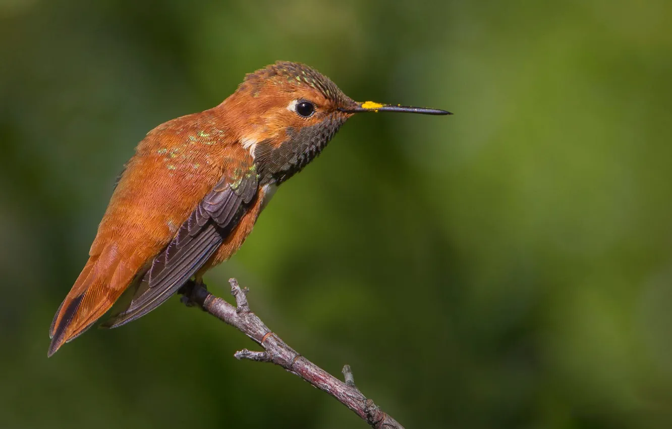 Photo wallpaper branches, bird, beak, Buffy Hummingbird