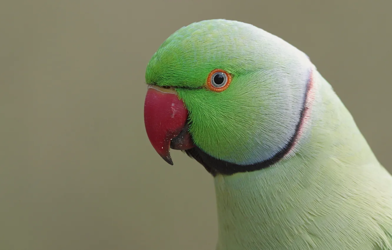 Photo wallpaper green, cute, male, parakeet