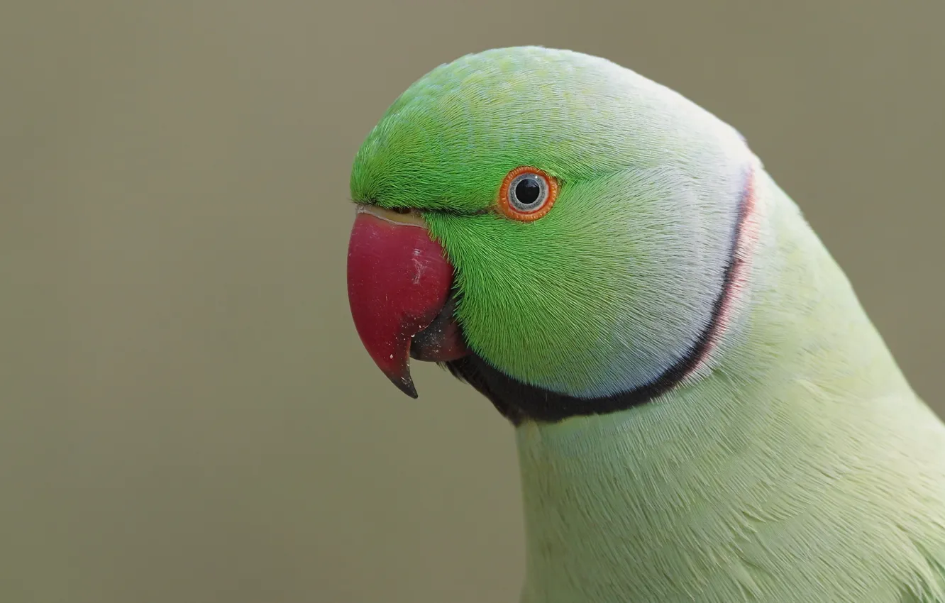 Photo wallpaper green, cute, Male, parakeet
