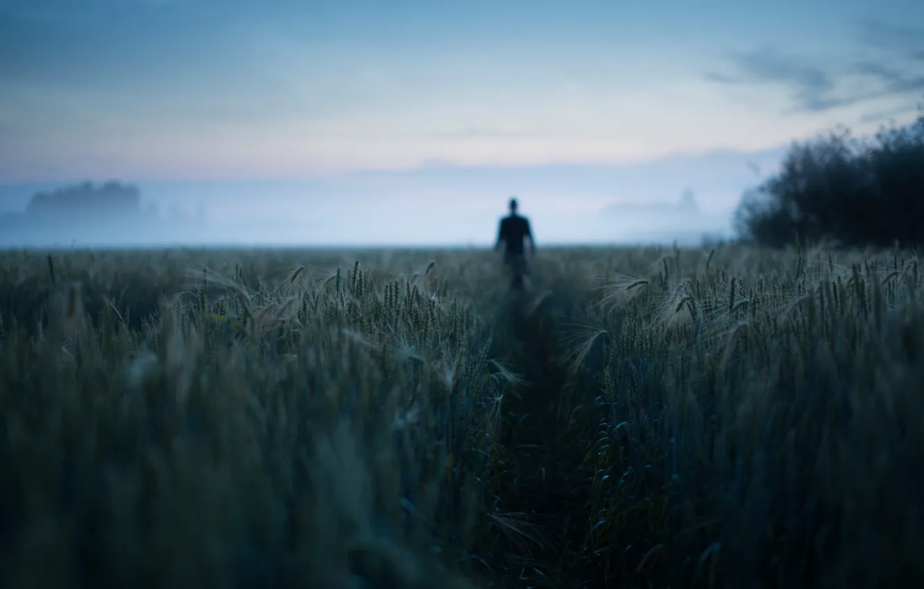 Photo wallpaper field, fog, silhouette