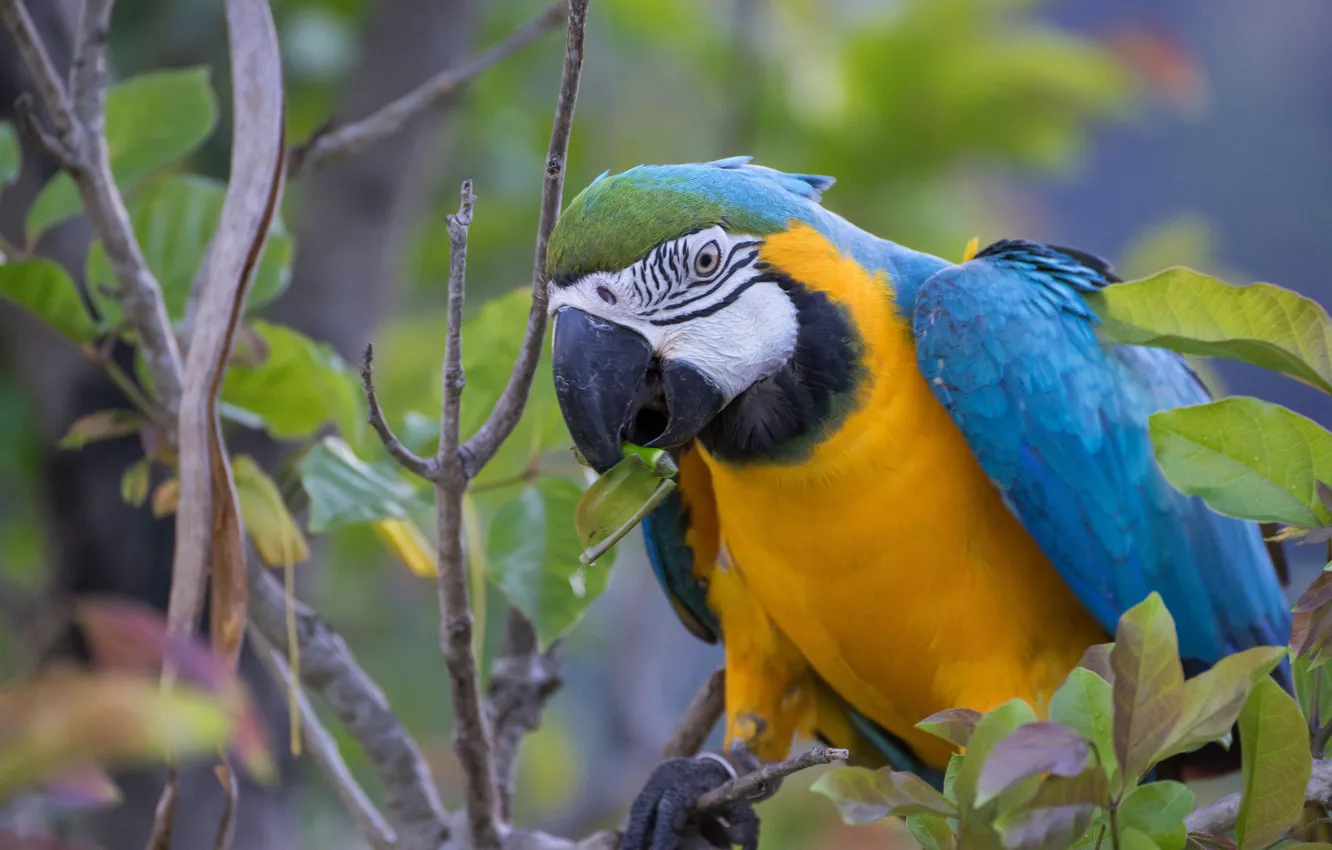 Photo wallpaper leaves, branches, bird, parrot, Ara