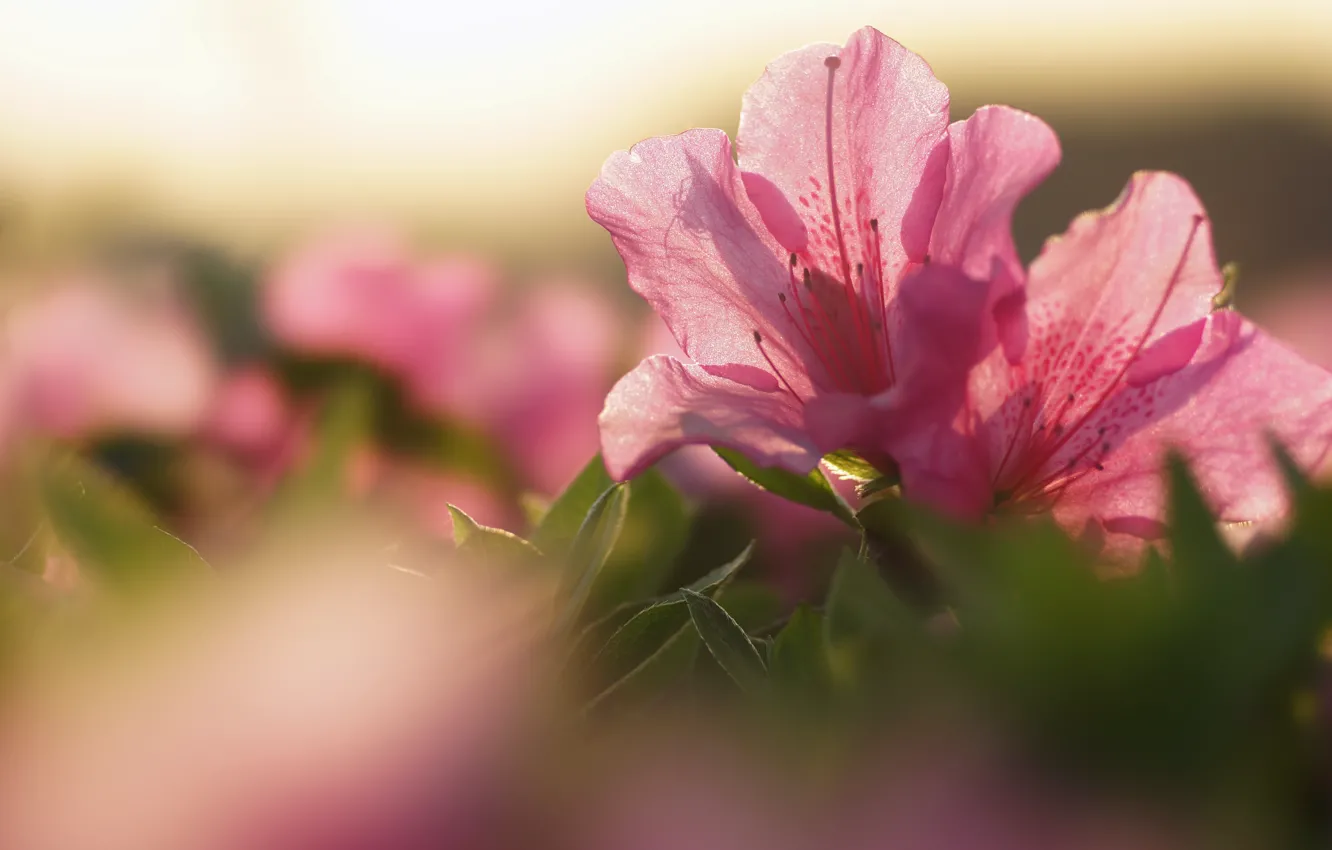Photo wallpaper leaves, light, flowers, nature, pink, gently, blurred background, Azalea