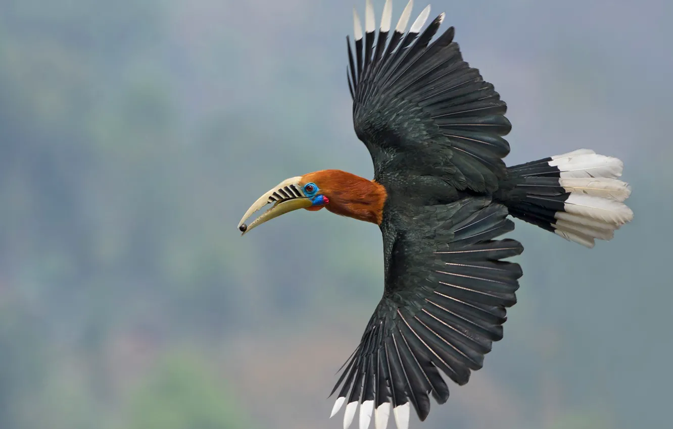 Photo wallpaper flight, bird, wings, India, The Himalayas, West Bengal, Nepali Kalo, Nepalese Hornbill