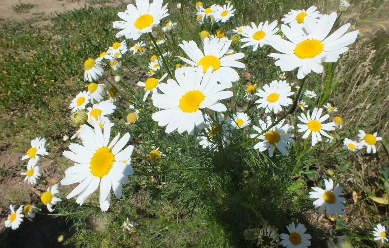 Photo wallpaper summer, flowers, chamomile