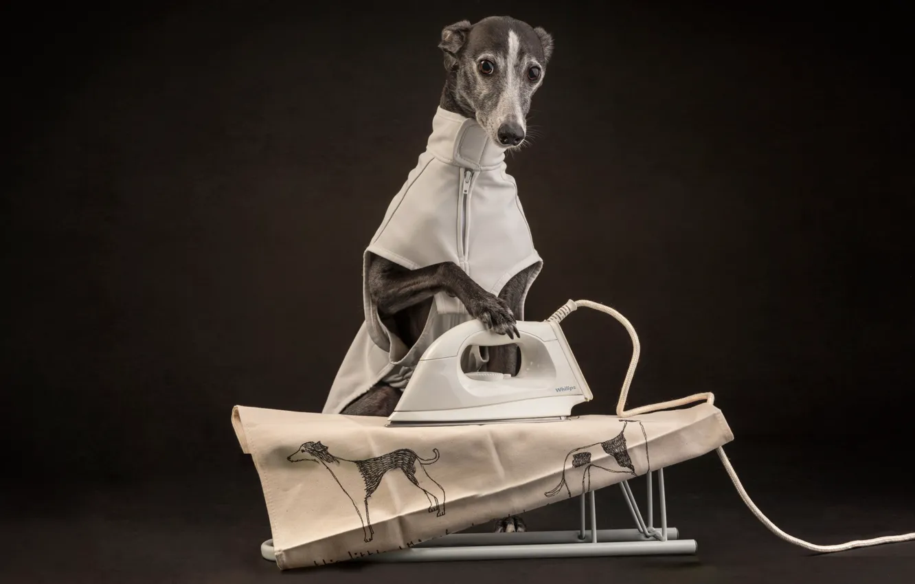 Photo wallpaper dog, iron, Ironing