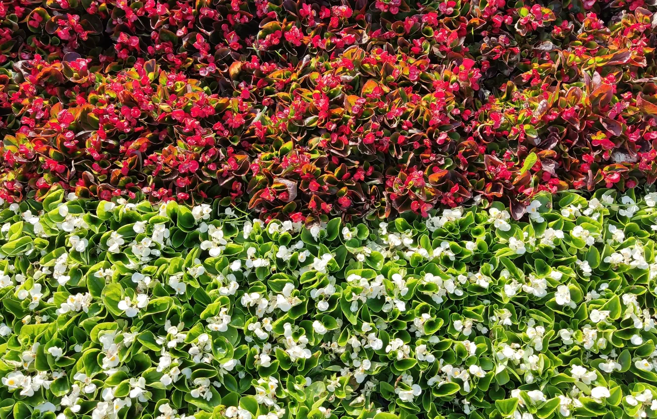 Photo wallpaper flowers, Wallpaper, spring, flower field, white flowers, two colors, red flowers, Carpet of flowers