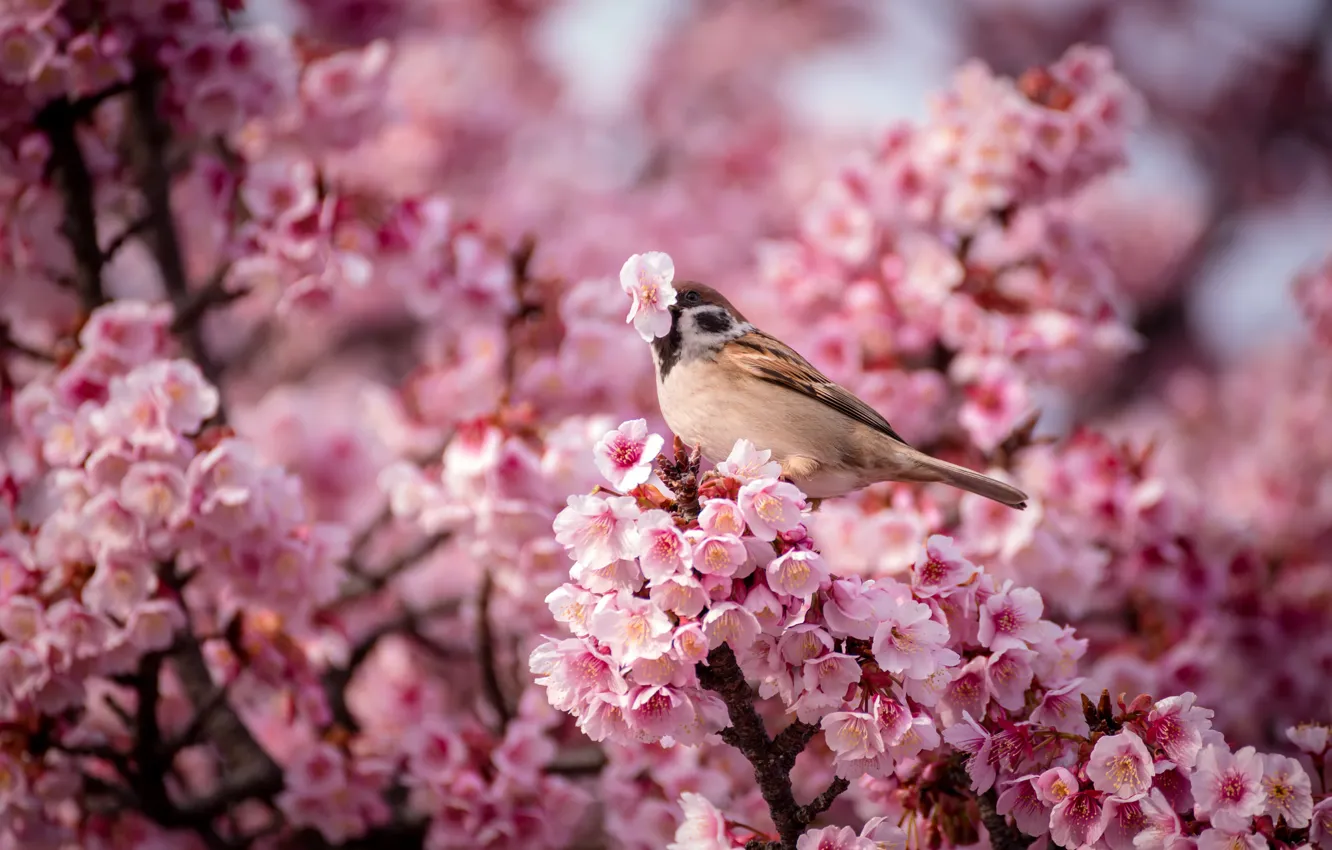 Photo wallpaper flowers, nature, bird, spring, Sparrow, Cherry, pink