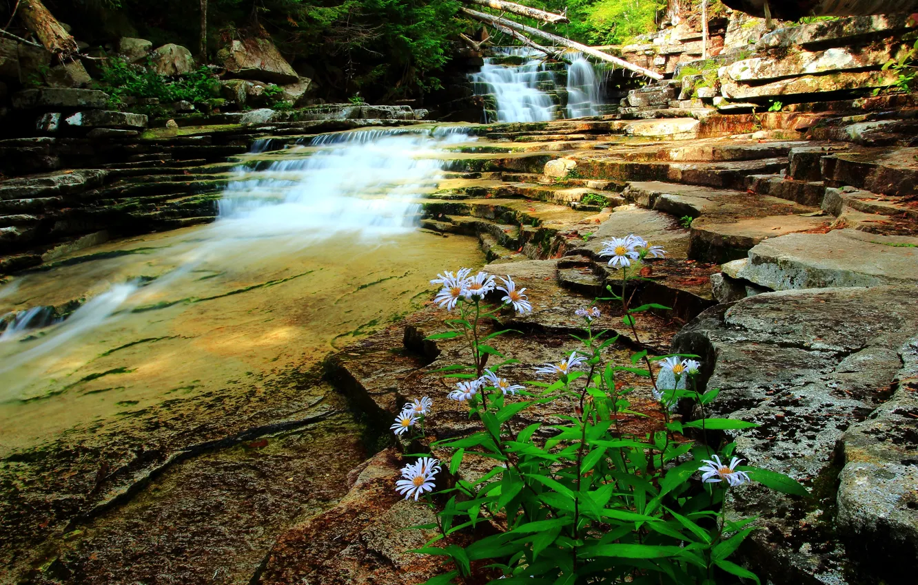 Photo wallpaper flowers, stones, stream, Waterfall, flowers, waterfall