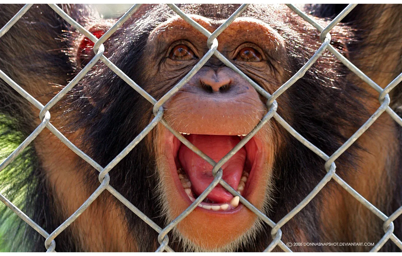 Photo wallpaper emotions, imprisoned, macaques, animals