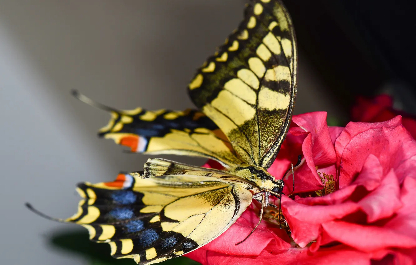 Photo wallpaper flowers, butterfly, roses, pink, moth