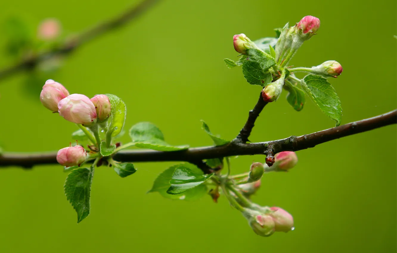 Photo wallpaper macro, color, branch, beginning, Apple