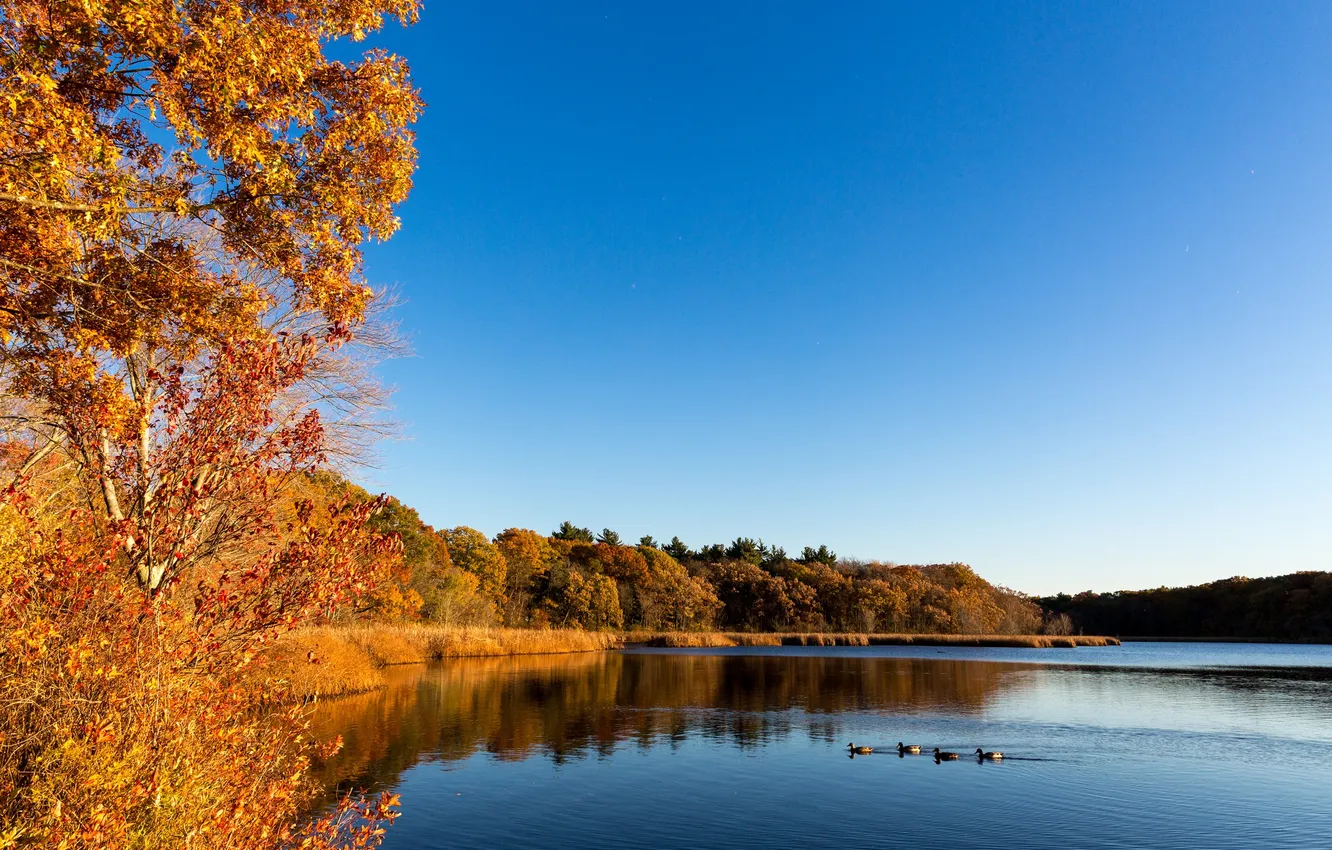 Photo wallpaper autumn, trees, landscape, birds, lake, duck, USA, Massachusetts