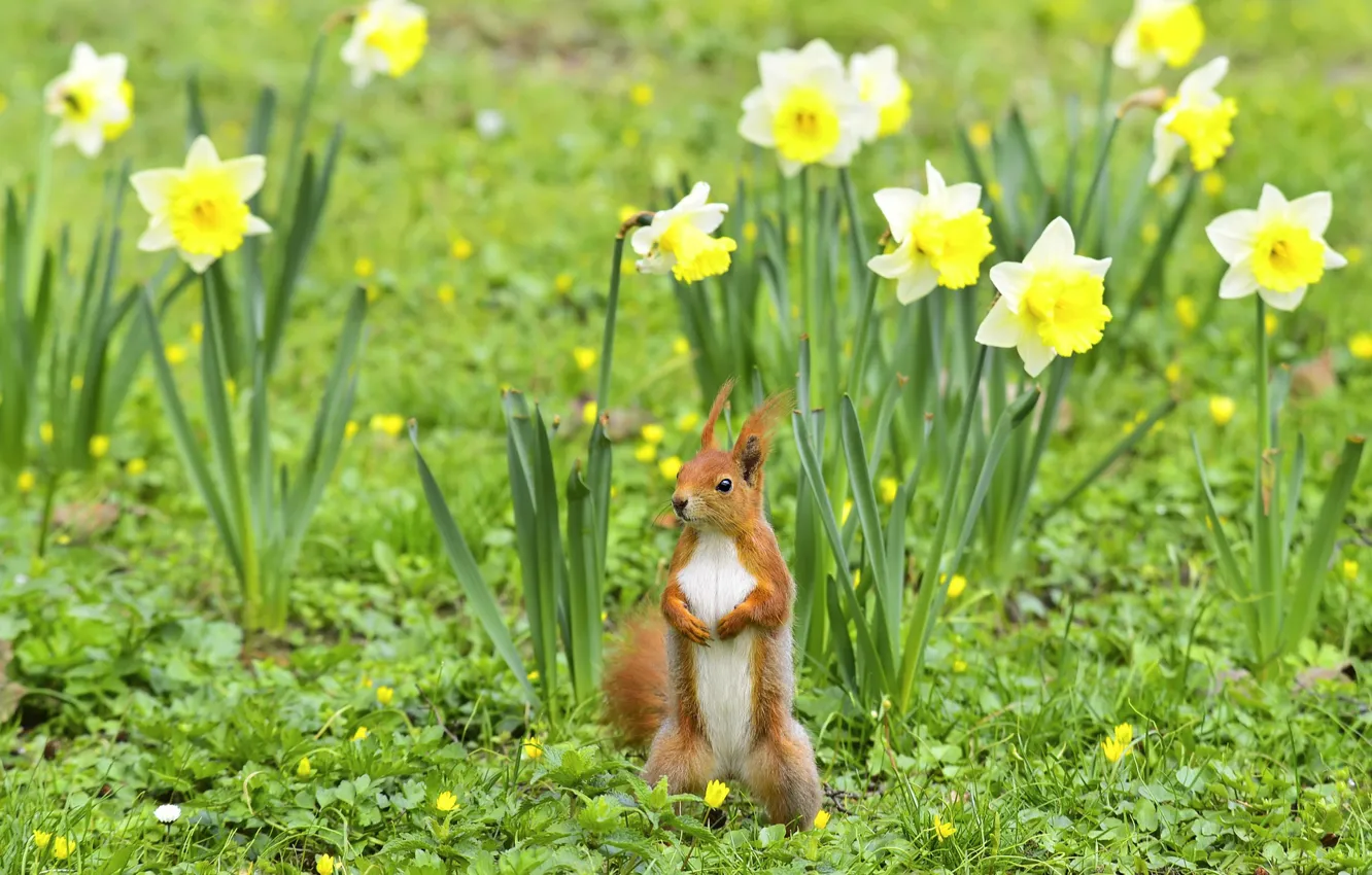 Photo wallpaper flowers, spring, protein, stand, daffodils