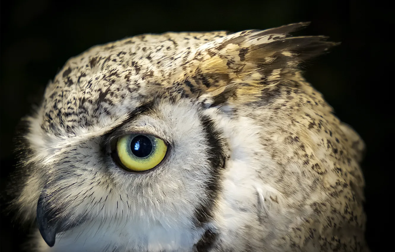 Photo wallpaper eyes, owl, beak, Bengal eagle owl