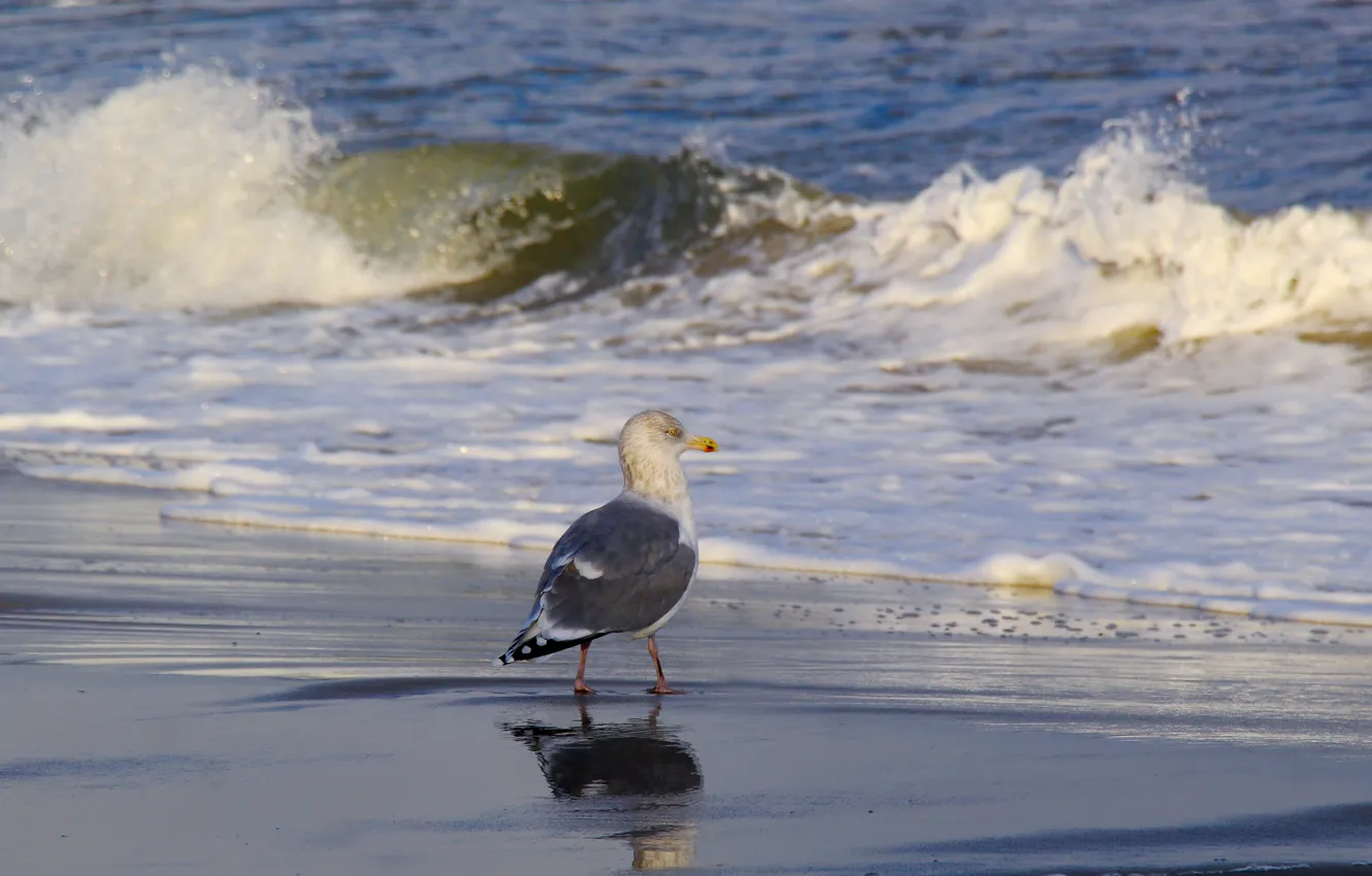Photo wallpaper beach, sea, bird, water