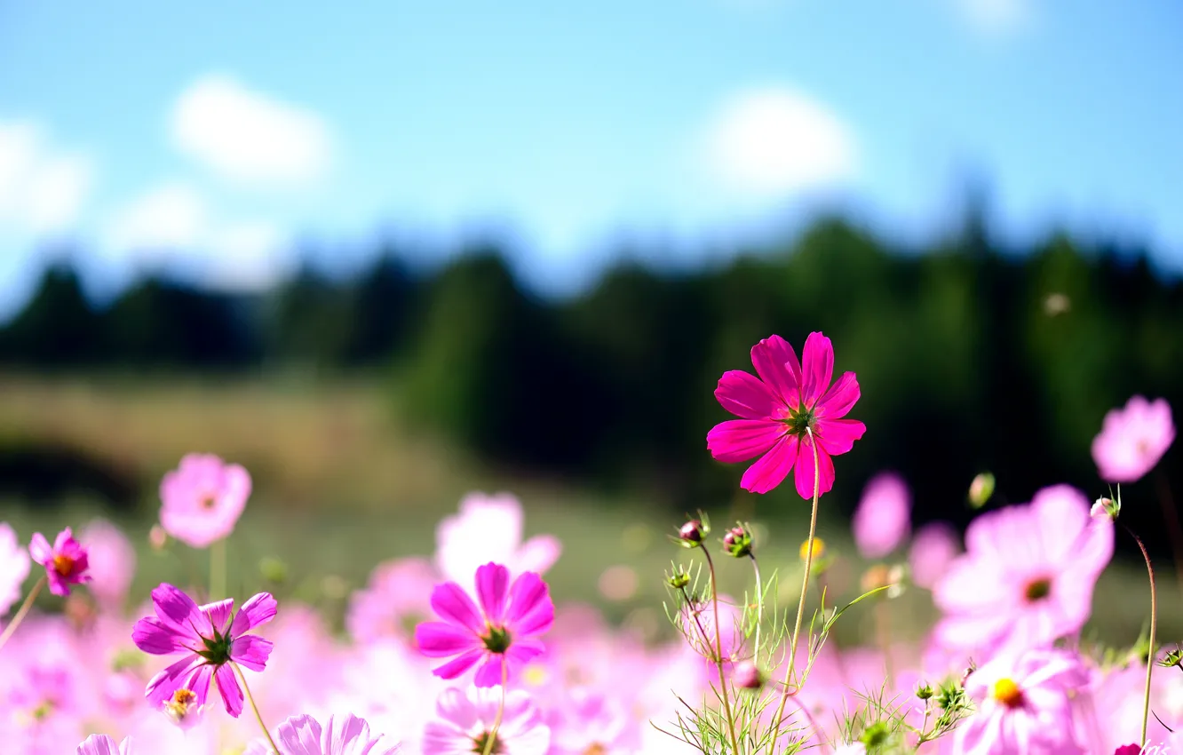 Photo wallpaper summer, macro, flowers, nature, pink, field, kosmeya