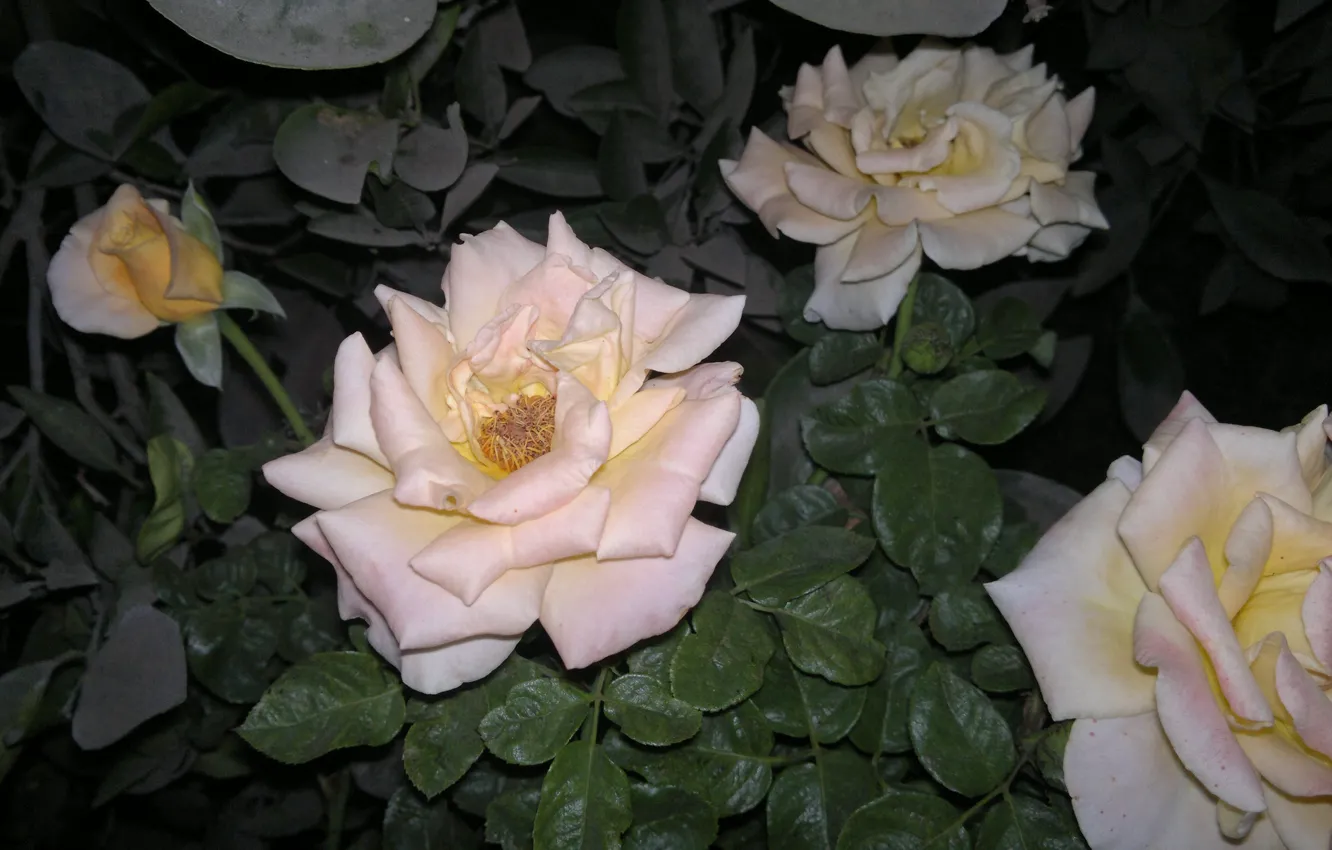 Photo wallpaper widescreen, wallpaper, rose, flower, flowers, background, roses, Pink rose
