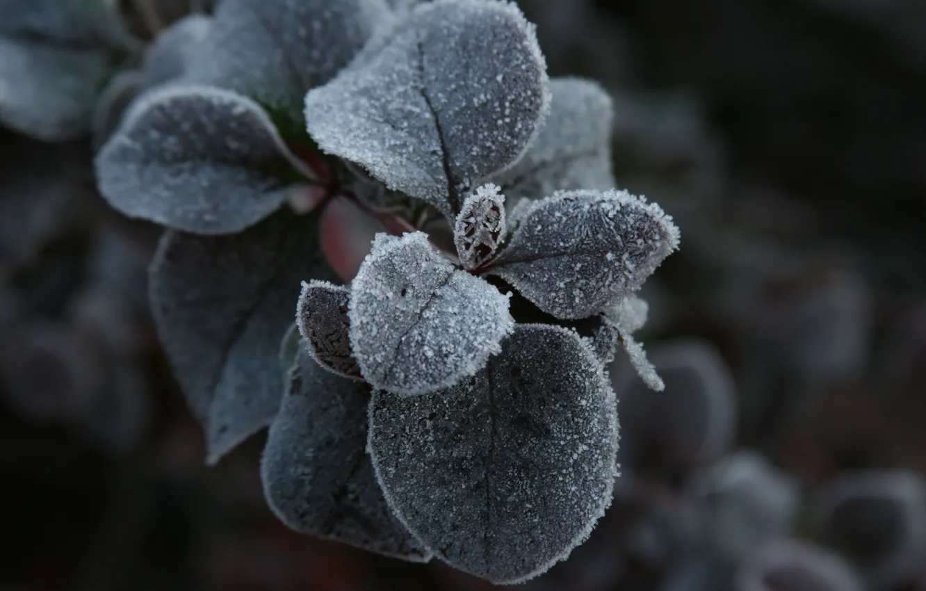Photo wallpaper cold, frost, macro, background, Wallpaper, plant, morning, frost