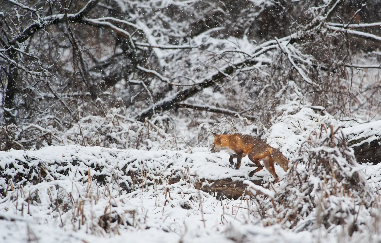 Photo wallpaper fox, winter, branches, wildlife, snowing, hunting