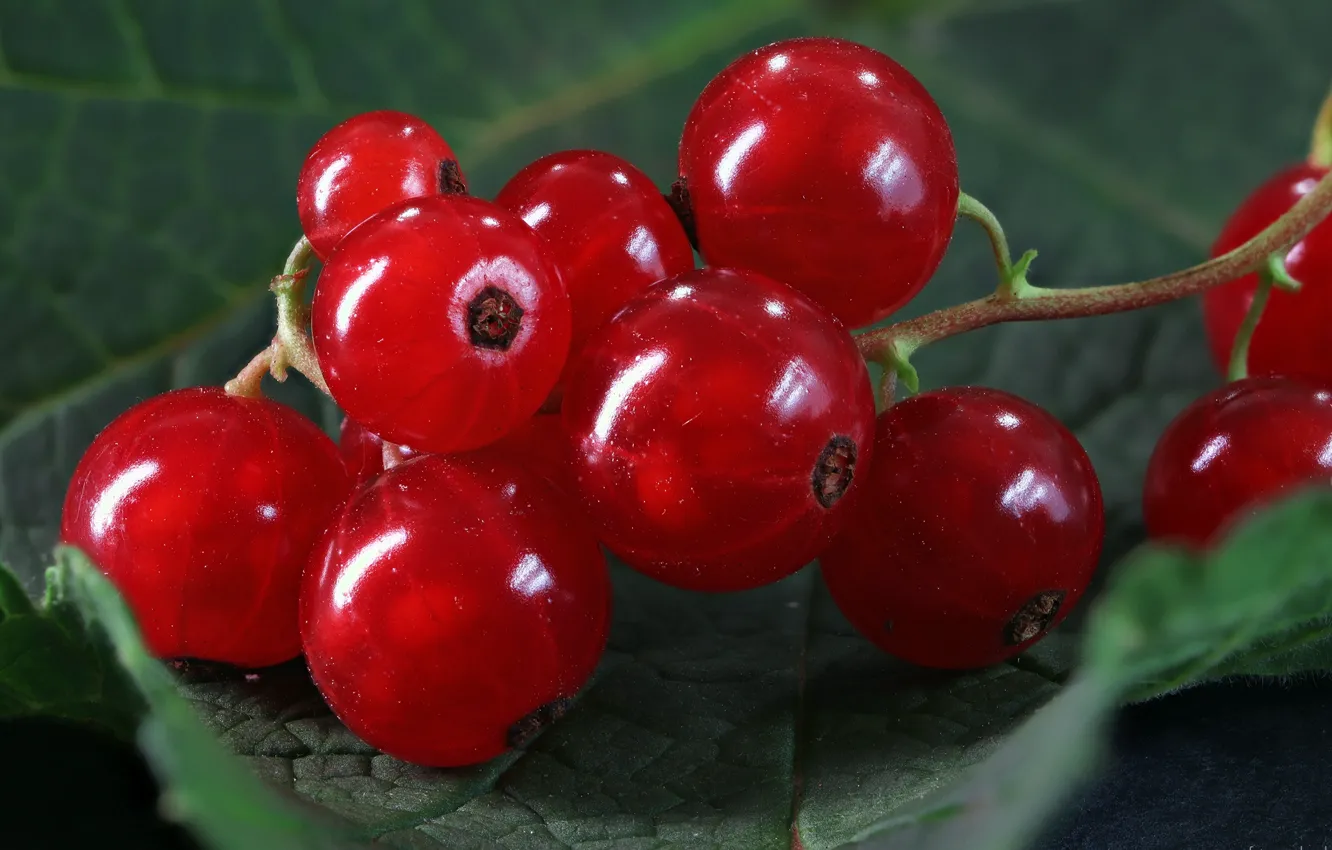 Photo wallpaper macro, berries, currants, red currant