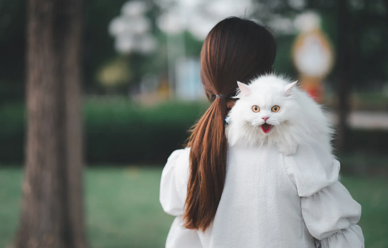 Photo wallpaper cat, white, cat, look, girl, pose, Park, back