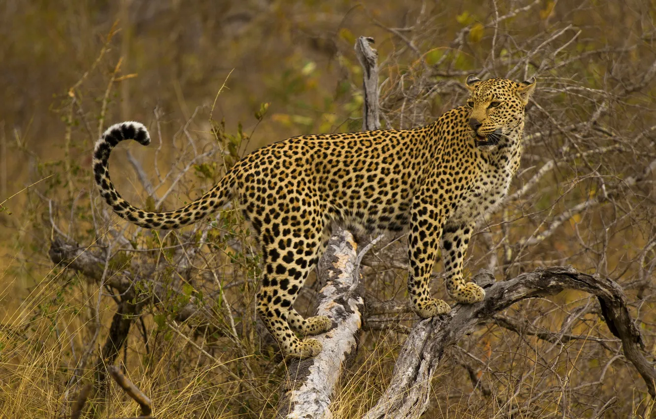Photo wallpaper tree, leopard, is, looks, spotted cat