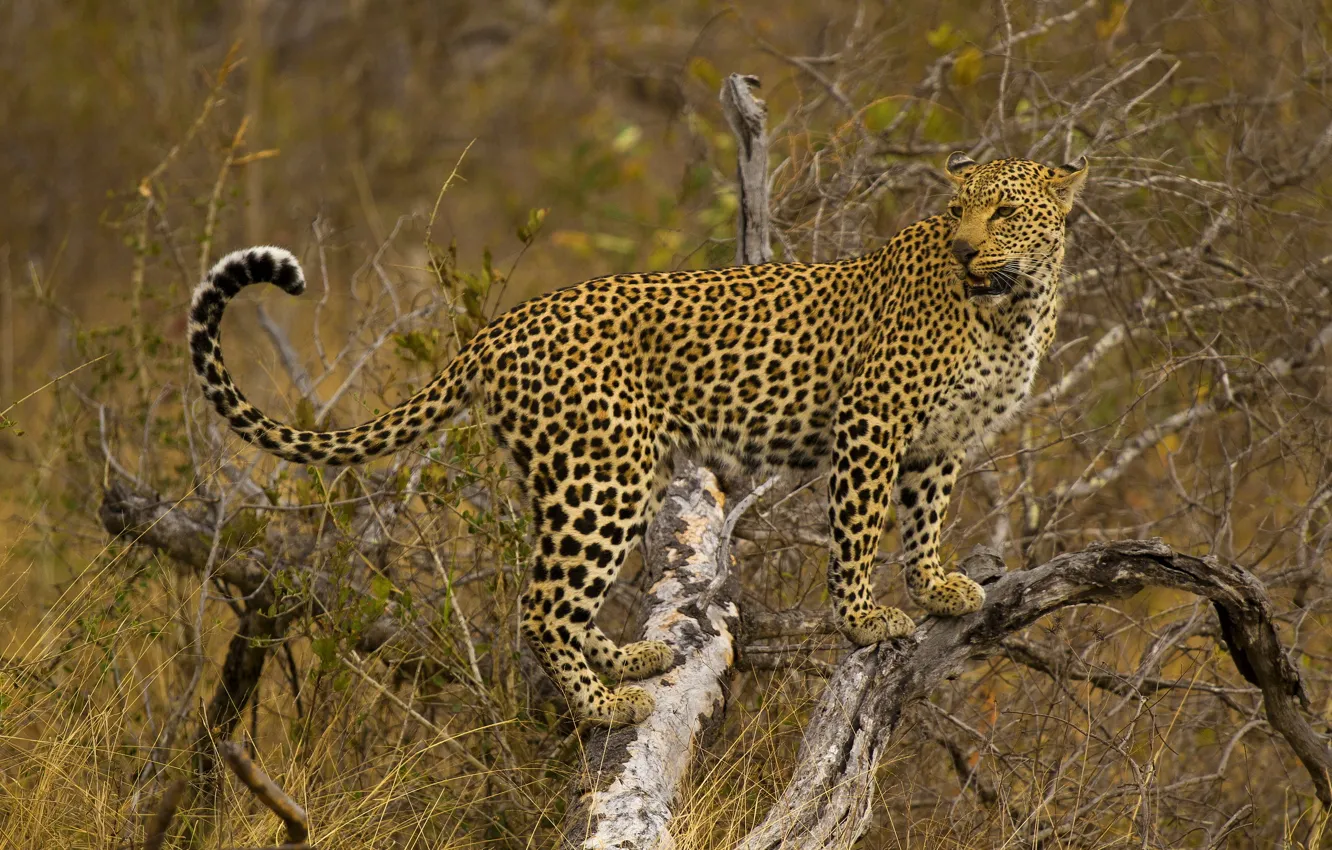 Photo wallpaper trees, leopard, is, looks, spotted cat