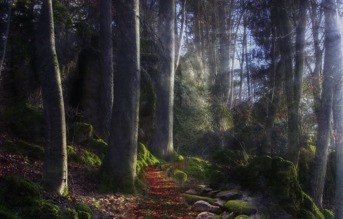 Photo wallpaper forest, light, path