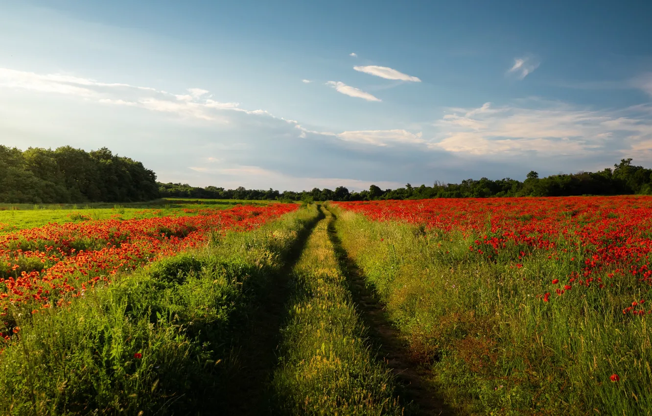 Photo wallpaper summer, girl, flowers, Maki, hands, poppy field