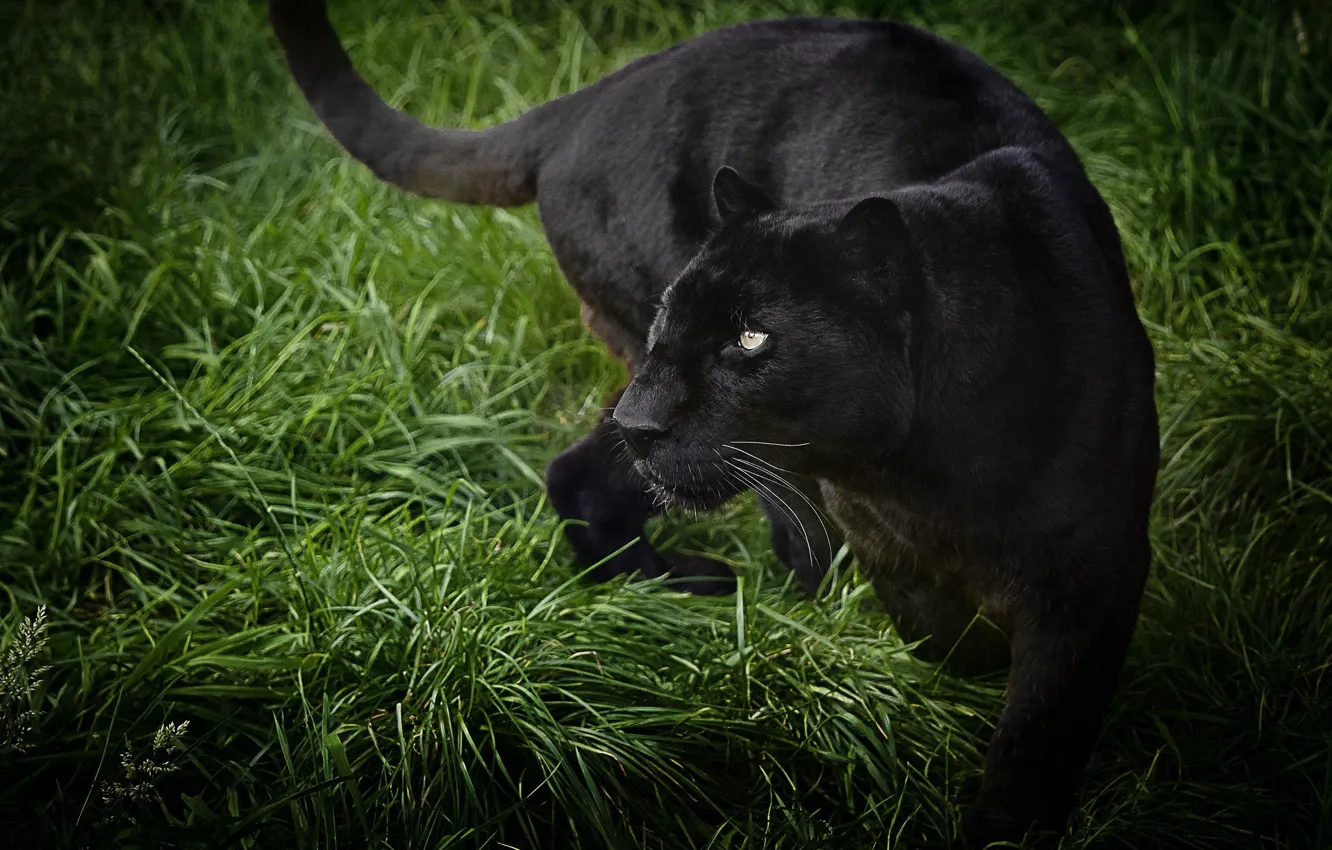 Photo wallpaper grass, look, pose, Panther, black, wild cat